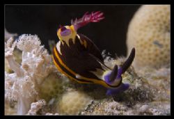 Nembrotha megalocera taken with canon 60 mm during a nigh... by Luca Bertoglio 